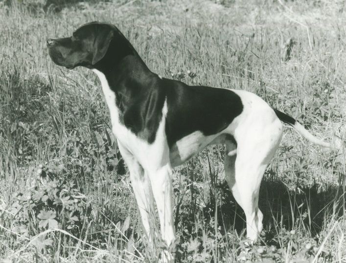 18689/87 Elitehund Phi